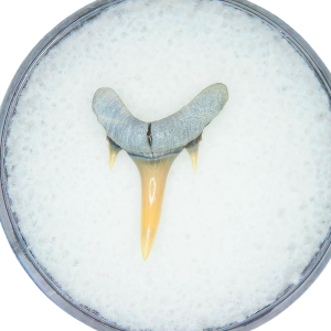 Odontaspis acutissima Extinct Sand Tiger Shark Tooth Fossil for Sale #10