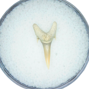 Odontaspis acutissima Extinct Sand Tiger Shark Tooth Fossil for Sale #11