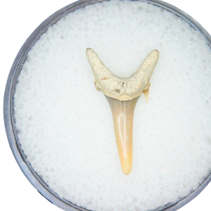 Odontaspis acutissima Extinct Sand Tiger Shark Tooth Fossil for Sale #12