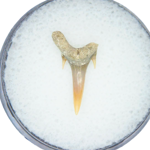 Odontaspis acutissima Extinct Sand Tiger Shark Tooth Fossil for Sale #13