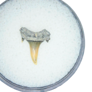 Odontaspis acutissima Extinct Sand Tiger Shark Tooth Fossil for Sale #14