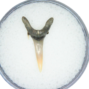 Odontaspis acutissima Extinct Sand Tiger Shark Tooth Fossil for Sale #15