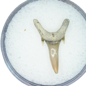 Odontaspis acutissima Extinct Sand Tiger Shark Tooth Fossil for Sale #16