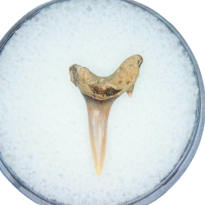 Odontaspis acutissima Extinct Sand Tiger Shark Tooth Fossil for Sale #17