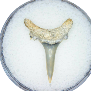 Odontaspis acutissima Extinct Sand Tiger Shark Tooth Fossil for Sale #18