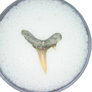 Odontaspis acutissima Extinct Sand Tiger Shark Tooth Fossil for Sale #19