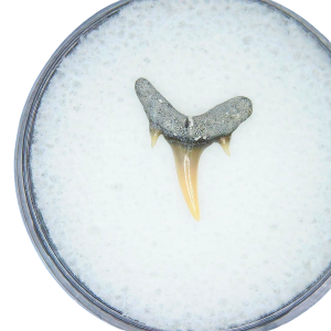 Odontaspis acutissima Extinct Sand Tiger Shark Tooth Fossil for Sale #2