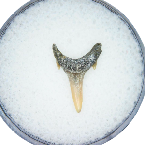 Odontaspis acutissima Extinct Sand Tiger Shark Tooth Fossil for Sale #20