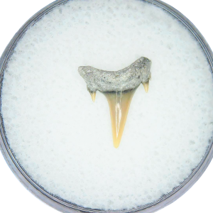 Odontaspis acutissima Extinct Sand Tiger Shark Tooth Fossil for Sale #21