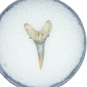 Odontaspis acutissima Extinct Sand Tiger Shark Tooth Fossil for Sale #22