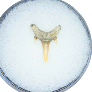 Odontaspis acutissima Extinct Sand Tiger Shark Tooth Fossil for Sale #23