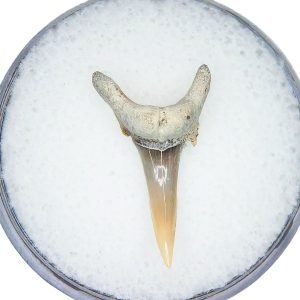 Odontaspis acutissima Extinct Sand Tiger Shark Tooth Fossil for Sale #24