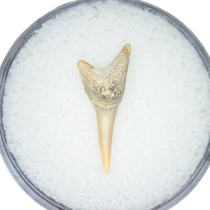 Odontaspis acutissima Extinct Sand Tiger Shark Tooth Fossil for Sale #25