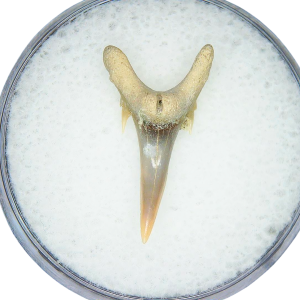 Odontaspis acutissima Extinct Sand Tiger Shark Tooth Fossil for Sale #26