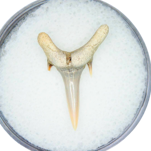 Odontaspis acutissima Extinct Sand Tiger Shark Tooth Fossil for Sale #27
