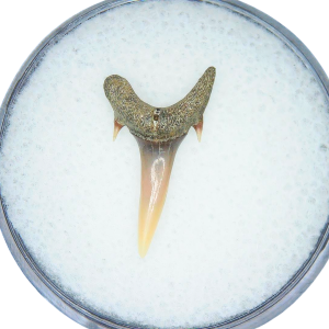 Odontaspis acutissima Extinct Sand Tiger Shark Tooth Fossil for Sale #28