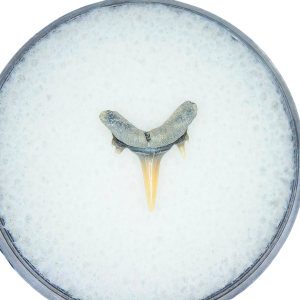 Odontaspis acutissima Extinct Sand Tiger Shark Tooth Fossil for Sale #29