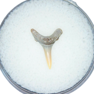 Odontaspis acutissima Extinct Sand Tiger Shark Tooth Fossil for Sale #3