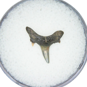 Odontaspis acutissima Extinct Sand Tiger Shark Tooth Fossil for Sale #30