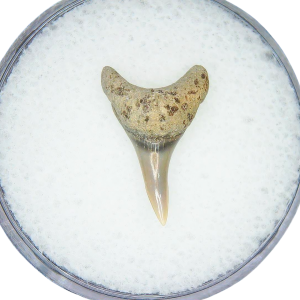 Odontaspis acutissima Extinct Sand Tiger Shark Tooth Fossil for Sale #31