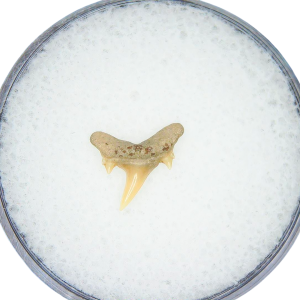Odontaspis acutissima Extinct Sand Tiger Shark Tooth Fossil for Sale #32