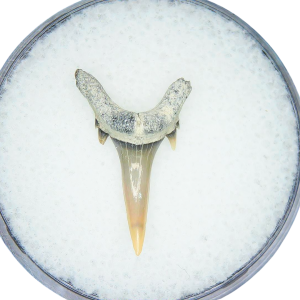 Odontaspis acutissima Extinct Sand Tiger Shark Tooth Fossil for Sale #33