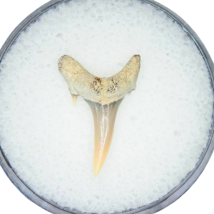 Odontaspis acutissima Extinct Sand Tiger Shark Tooth Fossil for Sale #34