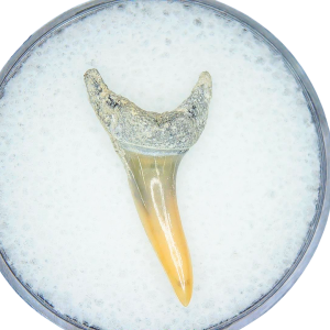 Odontaspis acutissima Extinct Sand Tiger Shark Tooth Fossil for Sale #35