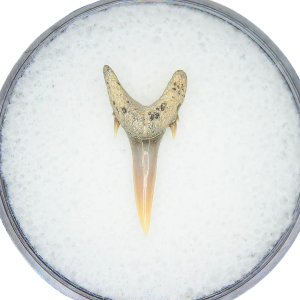 Odontaspis acutissima Extinct Sand Tiger Shark Tooth Fossil for Sale #36