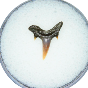 Odontaspis acutissima Extinct Sand Tiger Shark Tooth Fossil for Sale #37