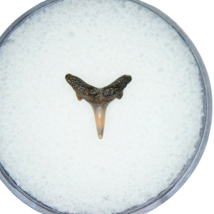 Odontaspis acutissima Extinct Sand Tiger Shark Tooth Fossil for Sale #38