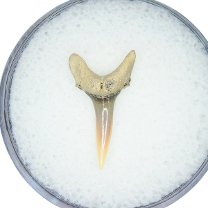 Odontaspis acutissima Extinct Sand Tiger Shark Tooth Fossil for Sale #39