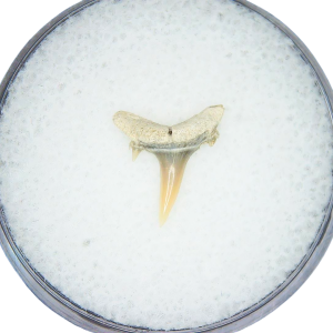 Odontaspis acutissima Extinct Sand Tiger Shark Tooth Fossil for Sale #4
