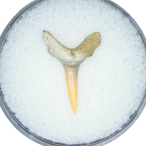 Odontaspis acutissima Extinct Sand Tiger Shark Tooth Fossil for Sale #40