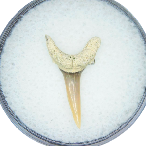 Odontaspis acutissima Extinct Sand Tiger Shark Tooth Fossil for Sale #41