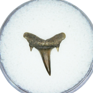 Odontaspis acutissima Extinct Sand Tiger Shark Tooth Fossil for Sale #42