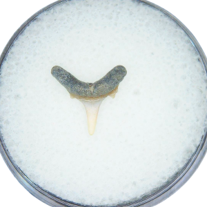 Odontaspis acutissima Extinct Sand Tiger Shark Tooth Fossil for Sale #43