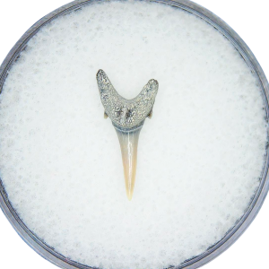 Odontaspis acutissima Extinct Sand Tiger Shark Tooth Fossil for Sale #44