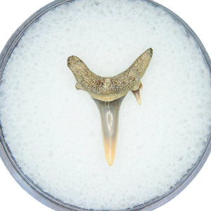 Odontaspis acutissima Extinct Sand Tiger Shark Tooth Fossil for Sale #45
