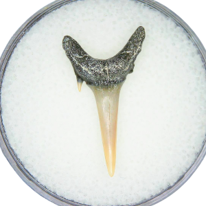 Odontaspis acutissima Extinct Sand Tiger Shark Tooth Fossil for Sale #46