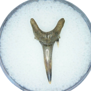 Odontaspis acutissima Extinct Sand Tiger Shark Tooth Fossil for Sale #47