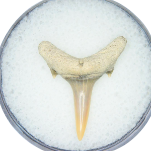 Odontaspis acutissima Extinct Sand Tiger Shark Tooth Fossil for Sale #48