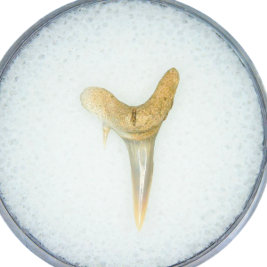 Odontaspis acutissima Extinct Sand Tiger Shark Tooth Fossil for Sale #49