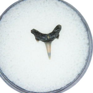 Odontaspis acutissima Extinct Sand Tiger Shark Tooth Fossil for Sale #5