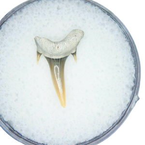 Odontaspis acutissima Extinct Sand Tiger Shark Tooth Fossil for Sale #50