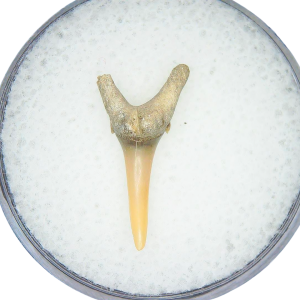 Odontaspis acutissima Extinct Sand Tiger Shark Tooth Fossil for Sale #6
