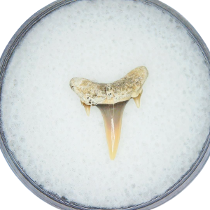 Odontaspis acutissima Extinct Sand Tiger Shark Tooth Fossil for Sale #7