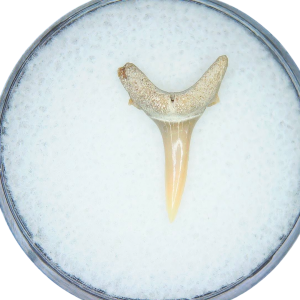 Odontaspis acutissima Extinct Sand Tiger Shark Tooth Fossil for Sale #8