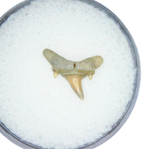 Odontaspis acutissima Extinct Sand Tiger Shark Tooth Fossil for Sale #9