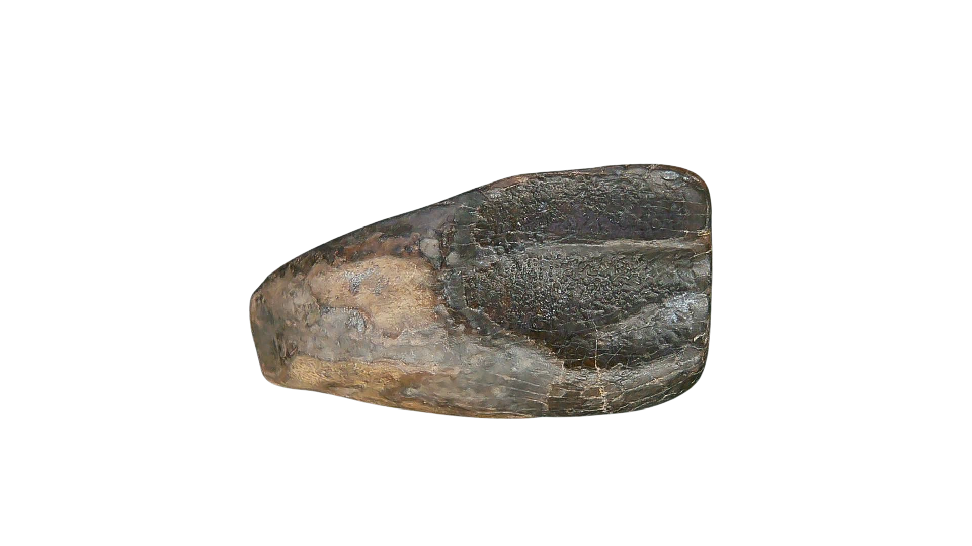 South Dakota Cretaceous Age Partially Rooted Triceratops Tooth 20 | Fossils for Sale